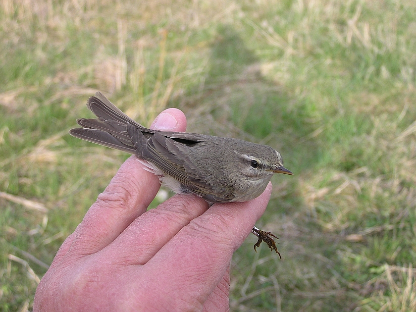 Willow Warbler, Sundre 20050512